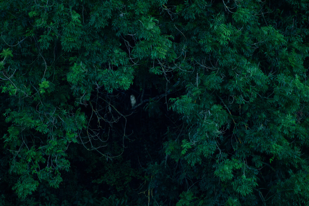 Photo of Barn Owl